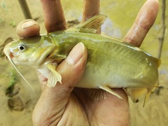 Ameiurus catus