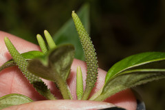 Peperomia macraeana