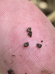 Pyrgulopsis perforata