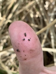 Pyrgulopsis perforata