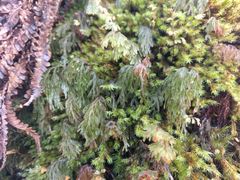 Hymenophyllum lanceolatum