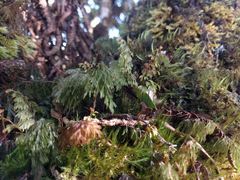 Hymenophyllum lanceolatum