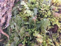 Hymenophyllum lanceolatum