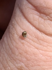 Pyrgulopsis perforata