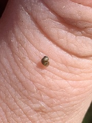 Pyrgulopsis perforata