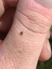 Pyrgulopsis perforata