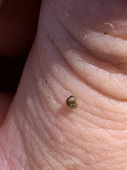 Pyrgulopsis perforata
