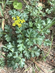 Lomatium parvifolium