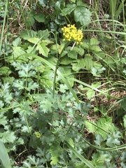 Lomatium parvifolium