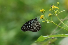 Ideopsis vulgaris macrina