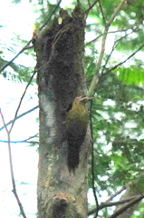 Picus vittatus