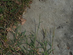 Digitaria radicosa