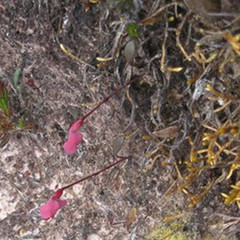 Utricularia quelchii