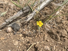 Eriophyllum wallacei