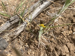 Eriophyllum wallacei