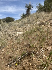 Eriophyllum wallacei