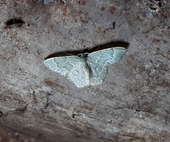 Chloropteryx languescens