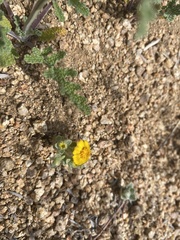 Eriophyllum wallacei