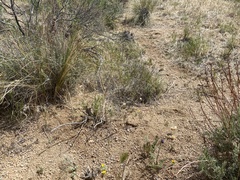 Eriophyllum wallacei