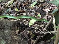 Drymobius chloroticus