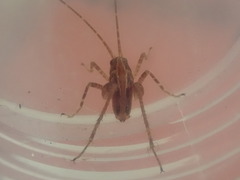 Talitropsis chopardi