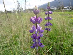 Lupinus pubescens