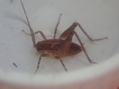 Talitropsis chopardi