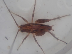 Talitropsis chopardi