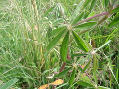 Lupinus pubescens