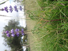 Lupinus pubescens
