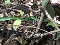 Drymobius chloroticus