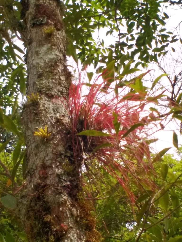 Tillandsia linearis
