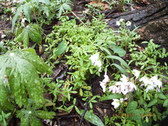 Floerkea proserpinacoides