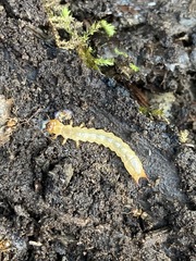 Dendroides ephemeroides
