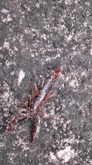 Broteochactas porosus