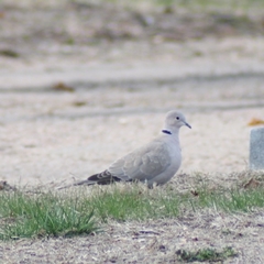 Streptopelia decaocto