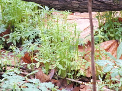 Floerkea proserpinacoides