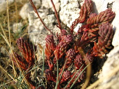Petrosedum ochroleucum