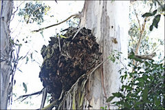 Eucalyptus cypellocarpa