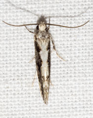 Coleotechnites florae