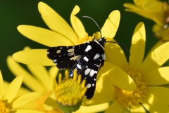 Pseudothyris sepulchralis