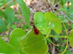 Pelonides quadrinotata