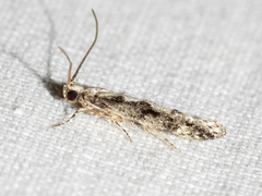 Coleotechnites florae