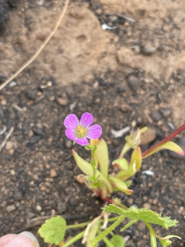 Brewer's redmaids (Calandrinia breweri)