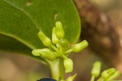 Smilax melastomifolia