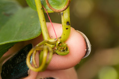 Smilax melastomifolia