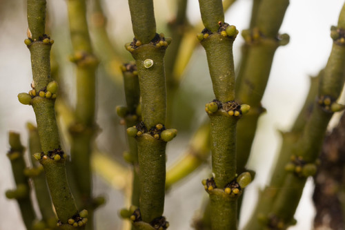Korthalsella cylindrica