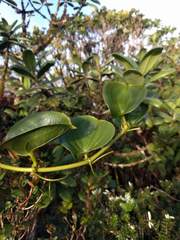 Smilax melastomifolia