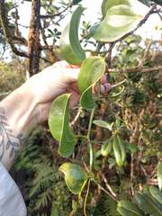 Smilax melastomifolia