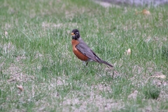 Turdus migratorius